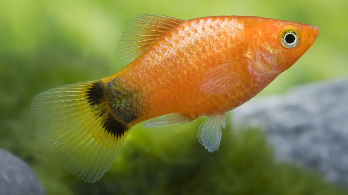 Fischfutter selbst machen So geht’s