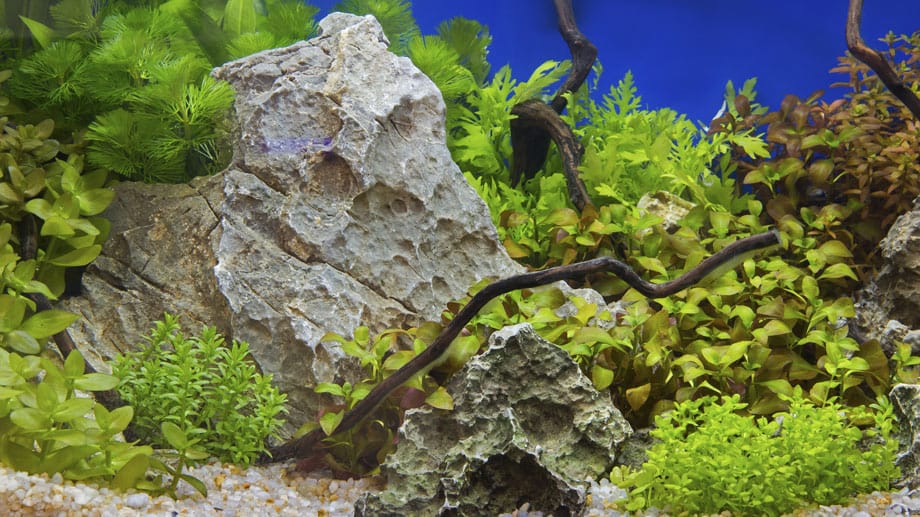 Zubehör für das Aquarium: Pflanzen und Steine