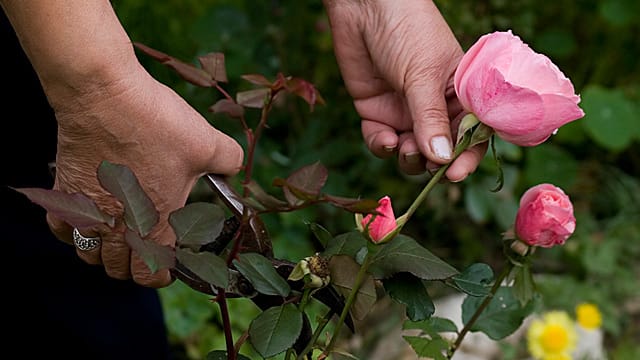 Beetrosen brauchen die richtige Pflege, um schön zu blühen.