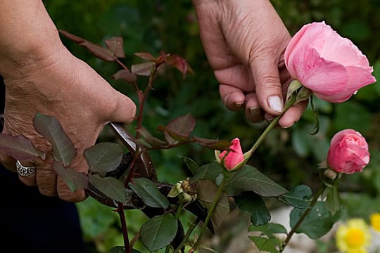 Beetrosen brauchen die richtige Pflege, um schön zu blühen.