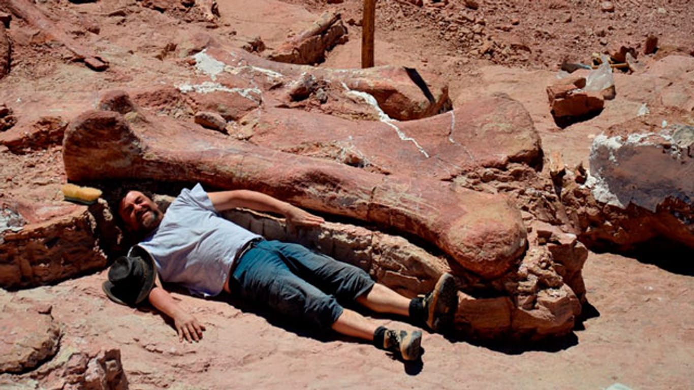 Länger als ein Bett und dick wie ein Baum: der Oberschenkelknochen eines der neu entdeckten Saurier - daneben ein Paläontologe zum Vergleich.