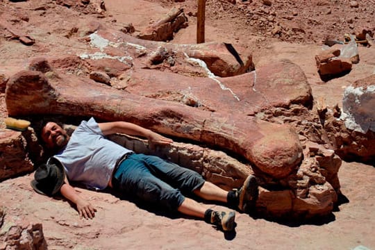 Länger als ein Bett und dick wie ein Baum: der Oberschenkelknochen eines der neu entdeckten Saurier - daneben ein Paläontologe zum Vergleich.