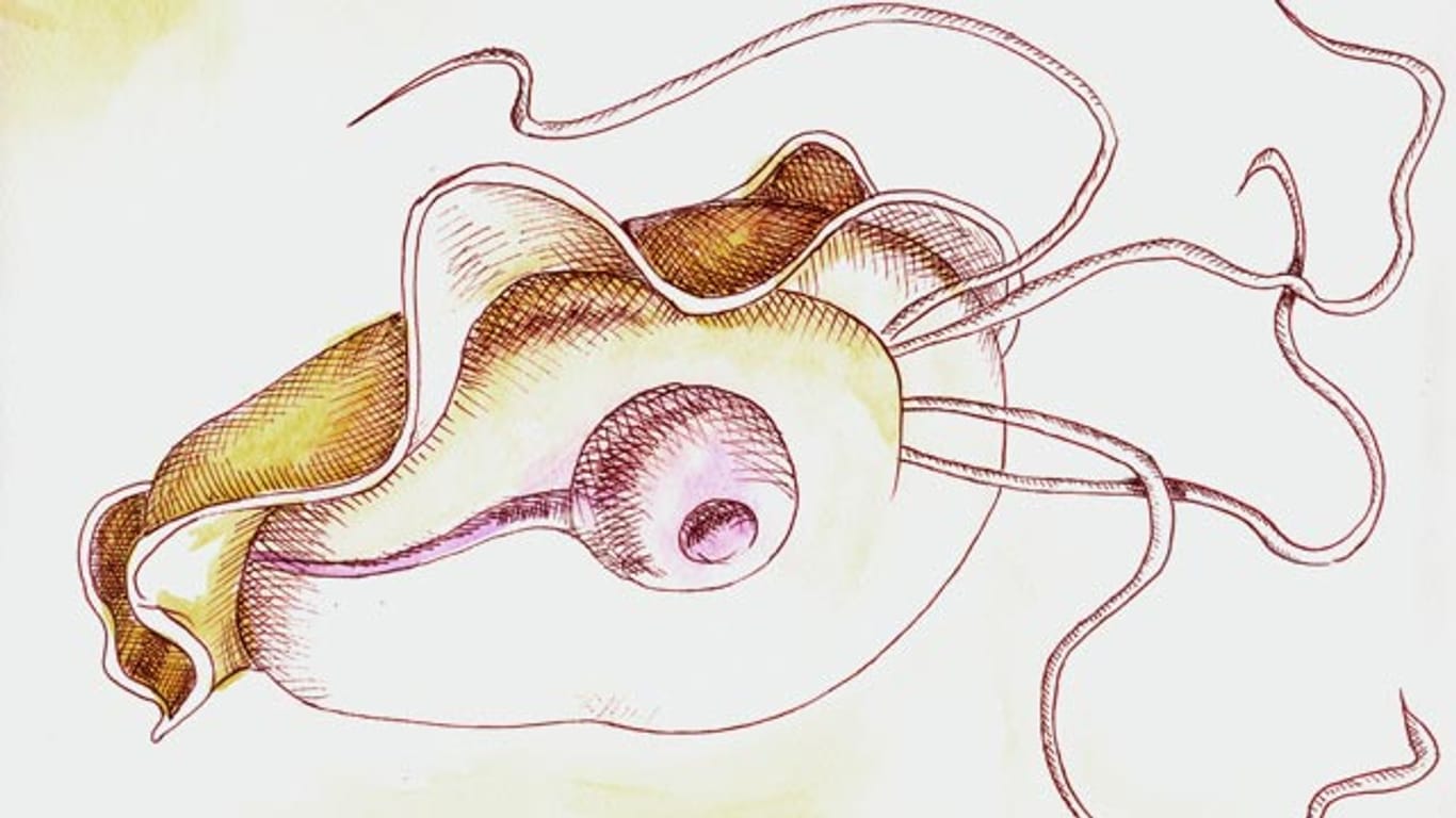 Der Erreger Trichomonas vaginalis steht im Verdacht, Prostatakrebs zu begünstigen. Übertragen wird er beim Geschlechtsverkehr.