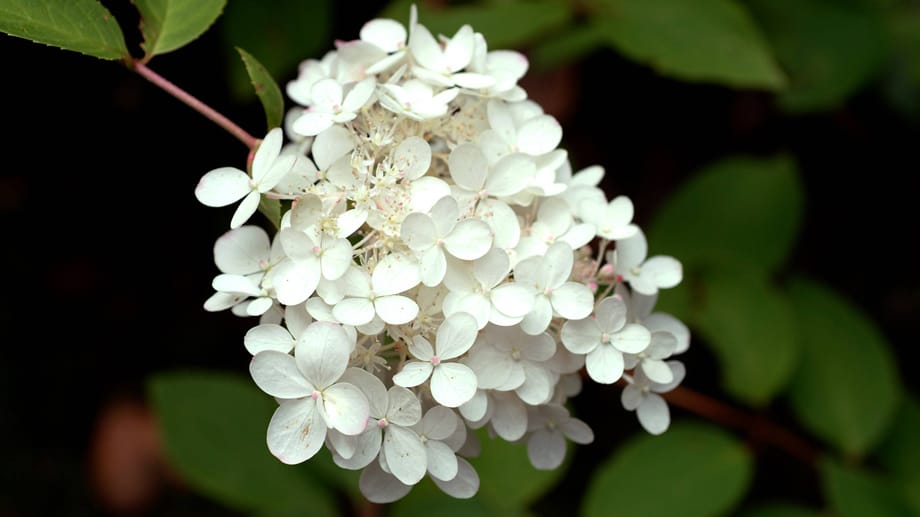Weiße Blüte: Rispenhortensie