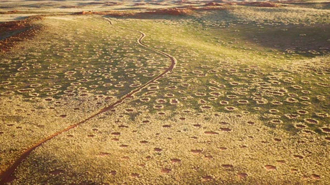 Feenkreise in der Namibwüste in Namibia.