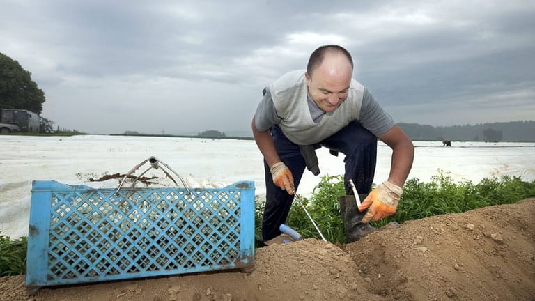 Spargelernte: Ein Knochenjob