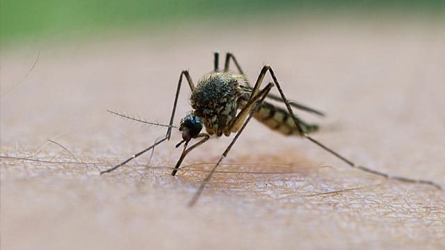 Die Stiftung Warentest hat Mittel gegen Mücken getestet.