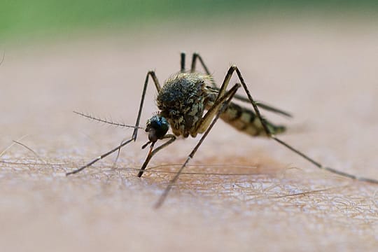 Die Stiftung Warentest hat Mittel gegen Mücken getestet.