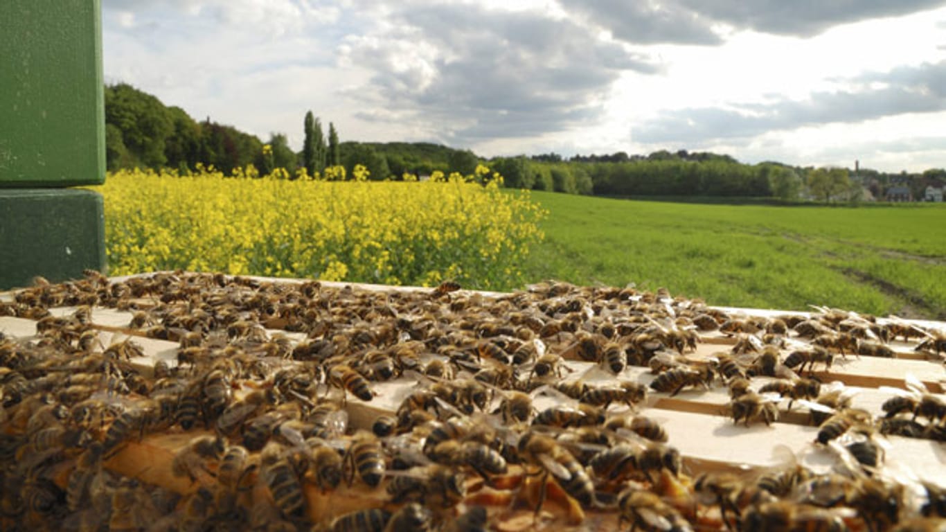 Honigbienen leben als Bienenvolk zusammen