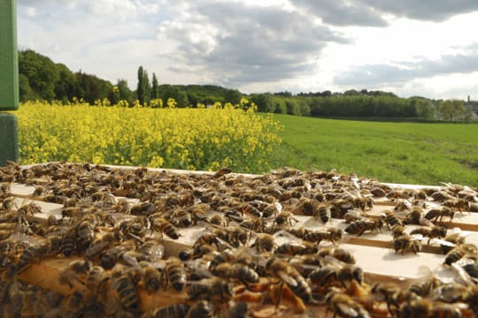 Honigbienen leben als Bienenvolk zusammen