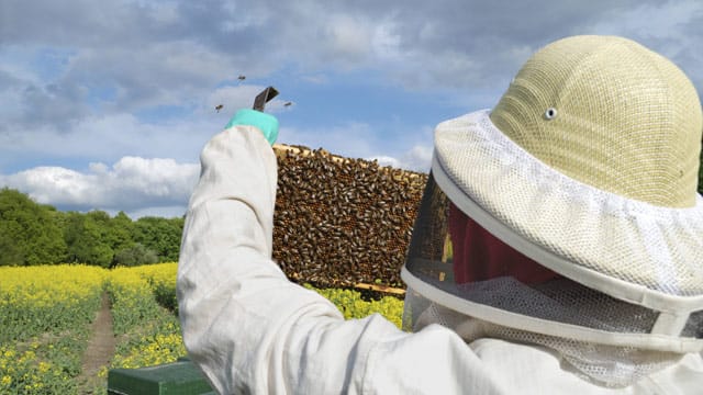 Zertifizierte Züchter garantieren Qualität der Bienenkönigin, die sie verkaufen