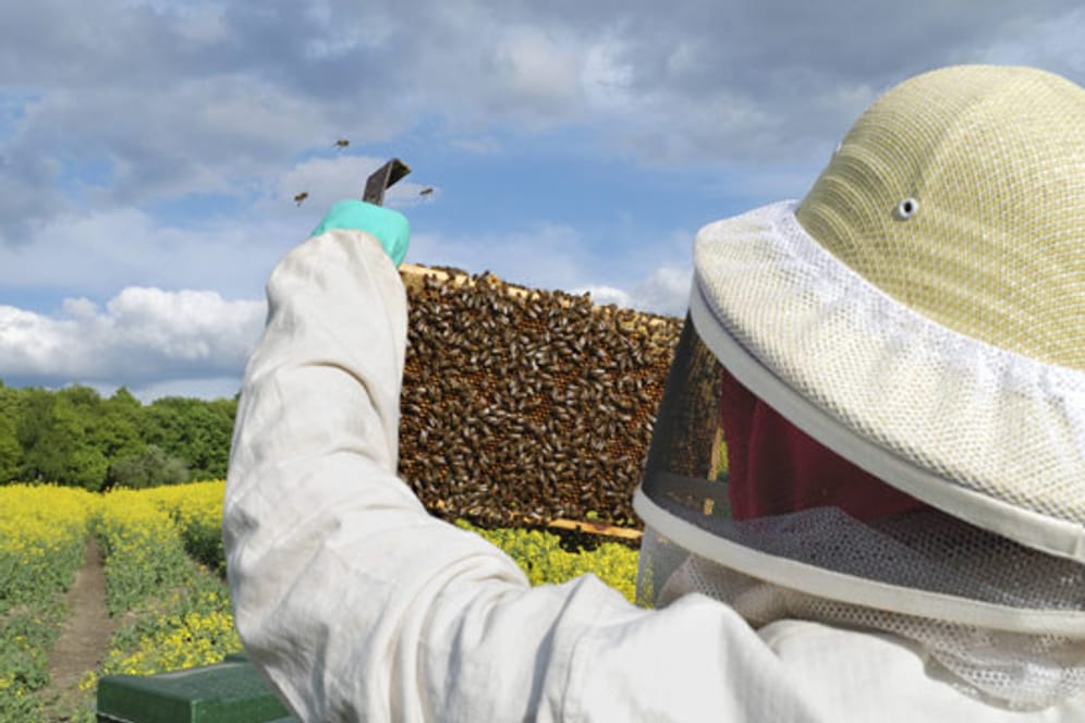 Zertifizierte Züchter garantieren Qualität der Bienenkönigin, die sie verkaufen