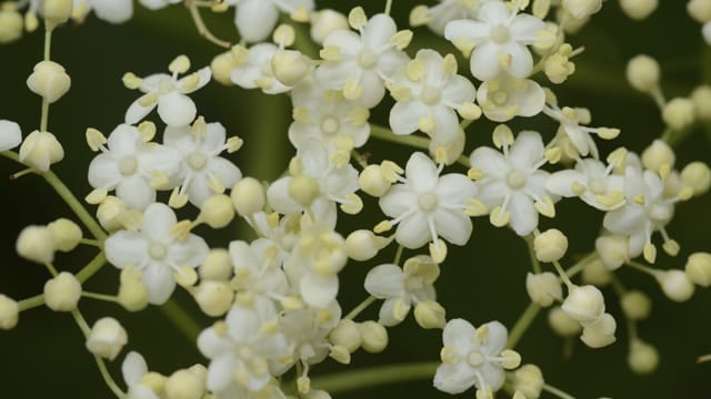 Holunderblüten sollten Sie bei gutem Wetter sammeln