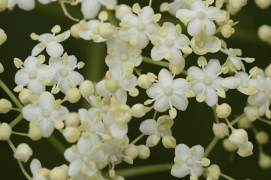 Holunderblüten sollten Sie bei gutem Wetter sammeln