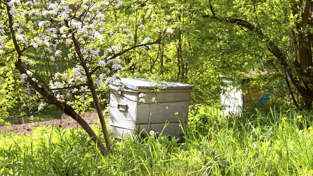 Bienenkiste ist eine einfache Lösung, um Bienen selbst zu halten