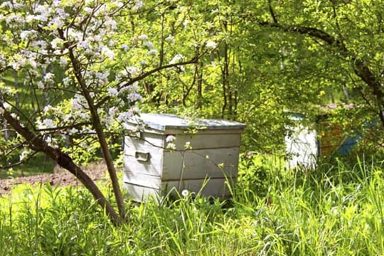 Bienenkiste ist eine einfache Lösung, um Bienen selbst zu halten