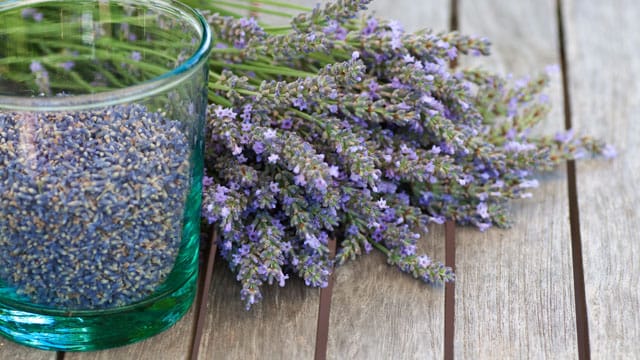 Wenn Sie Lavendelsamen im März aussäen, profitieren Sie bereits im Sommer von den ersten Blüten