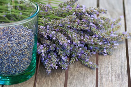 Wenn Sie Lavendelsamen im März aussäen, profitieren Sie bereits im Sommer von den ersten Blüten