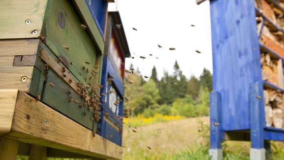 Ein Bienenstock kann man ohne viel Aufwand selbst bauen