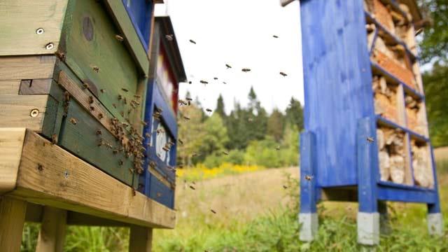 Ein Bienenstock kann man ohne viel Aufwand selbst bauen