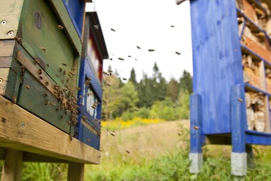 Ein Bienenstock kann man ohne viel Aufwand selbst bauen