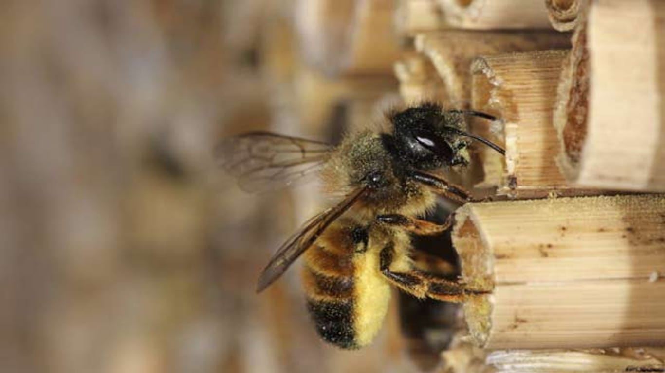 Mauerbienen bauen ihre Nester in Holz, Mauerritzen und Mauerspalten