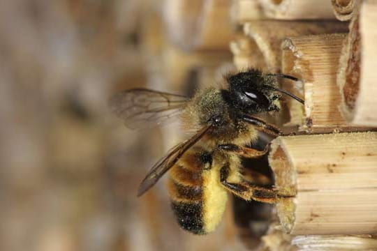 Mauerbienen bauen ihre Nester in Holz, Mauerritzen und Mauerspalten