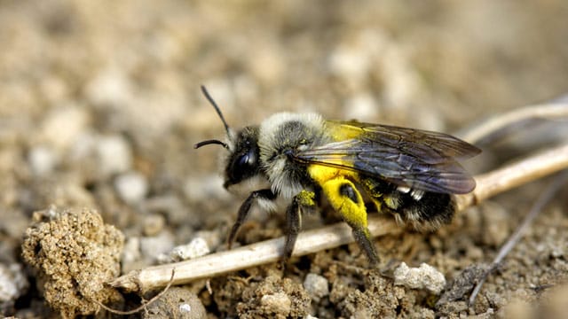 Sandbienen bauen ihre Nester da, wo kaum jemand vermutet: im Boden