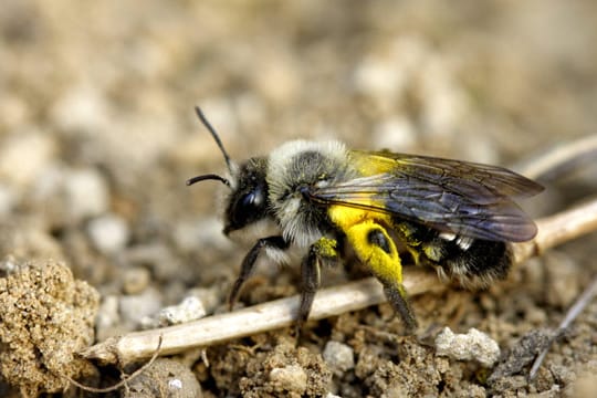 Sandbienen bauen ihre Nester da, wo kaum jemand vermutet: im Boden