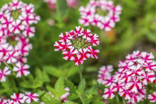 Die Verbenen-Sorte "Lanai Candy Cane" sieht hübsch aus und ist widerstandsfähiger als andere Sorten