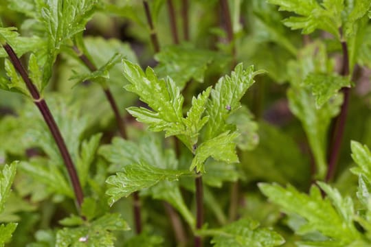 Echtes Eisenkraut hilft bei Krämpfen, Entzündungen und Verdauungsbeschwerden