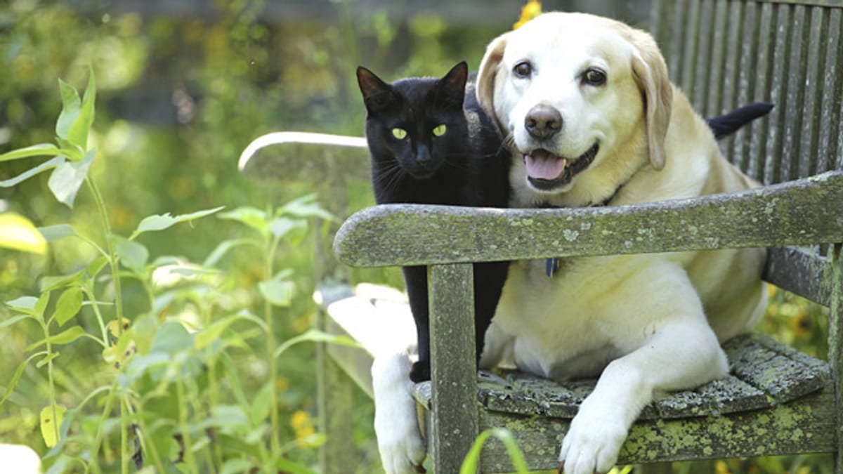 Ist Knoblauch für Hunde und Katzen giftig?