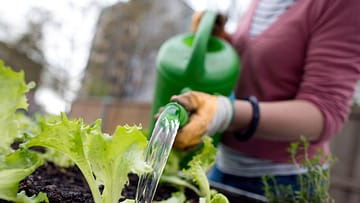 Gärtnern im Quadrat So wenig Platz braucht ein Gemüsegarten