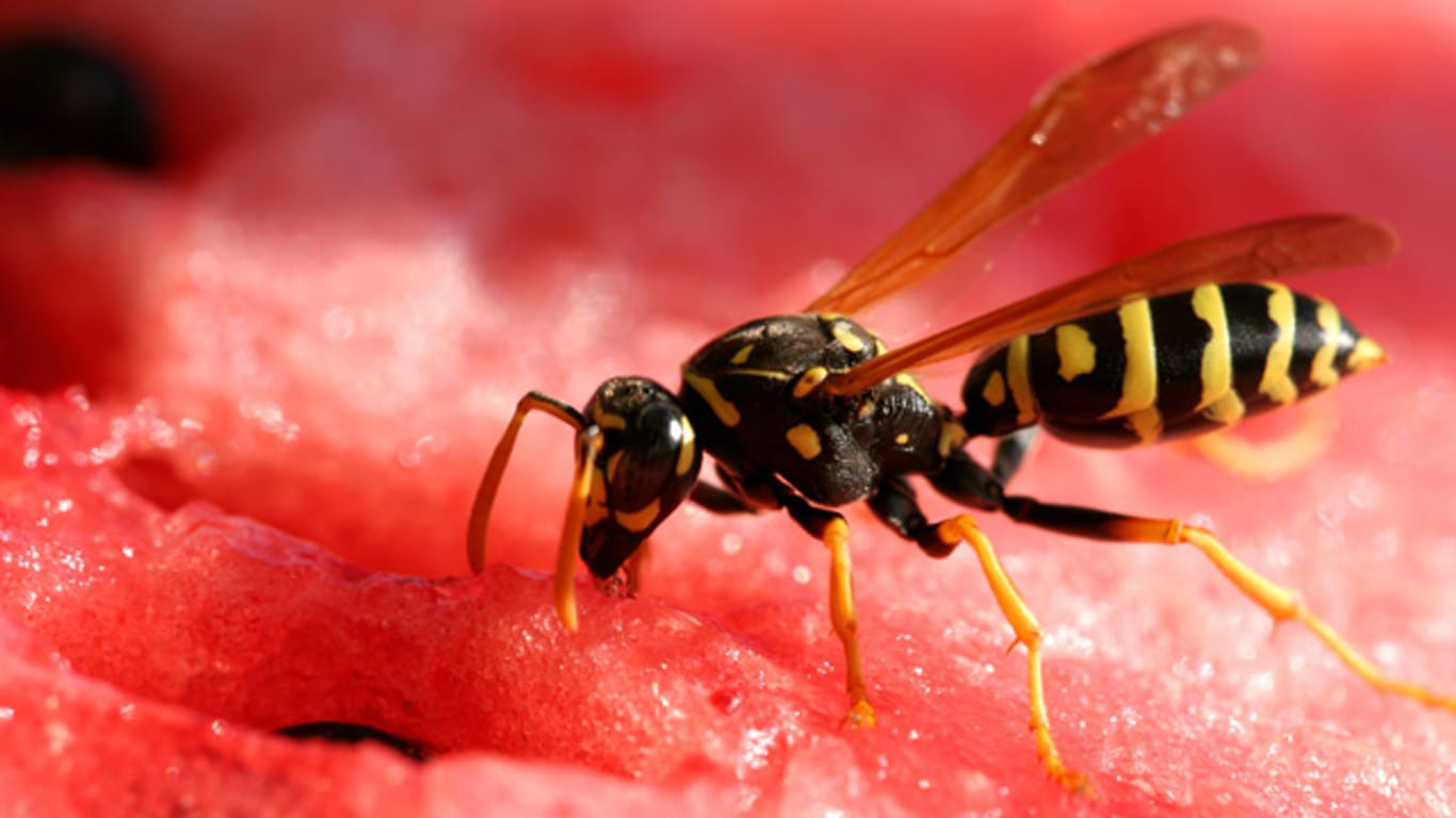Wespen sind zwar lästig aber erfüllen eine wichtige Funktion im Ökosystem.