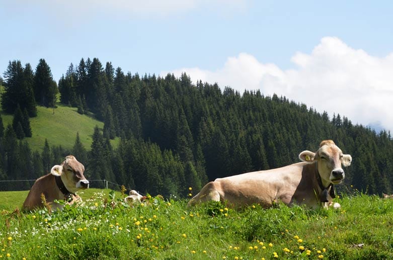 Entspannte Atmosphäre - die Kühe auf den Weiden lassen sich von den Touristen nicht beeindrucken.