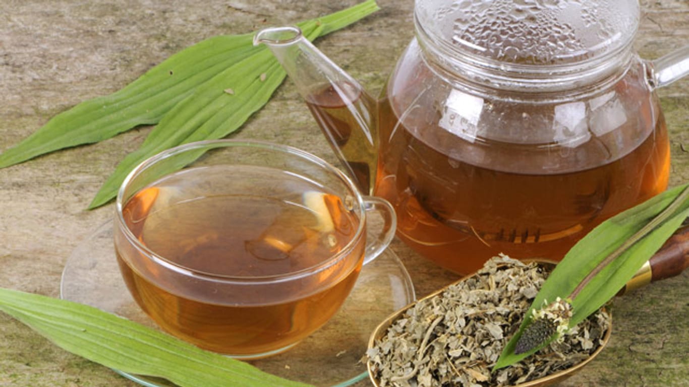 Spitzwegerich-Tee gilt als wirksames Hausmittel bei Husten