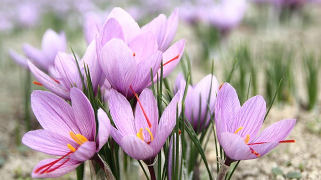 Der Safran-Krokus ist, anders als der Frühjahrs-Krokus, giftig