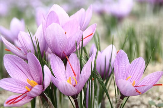 Der Safran-Krokus ist, anders als der Frühjahrs-Krokus, giftig