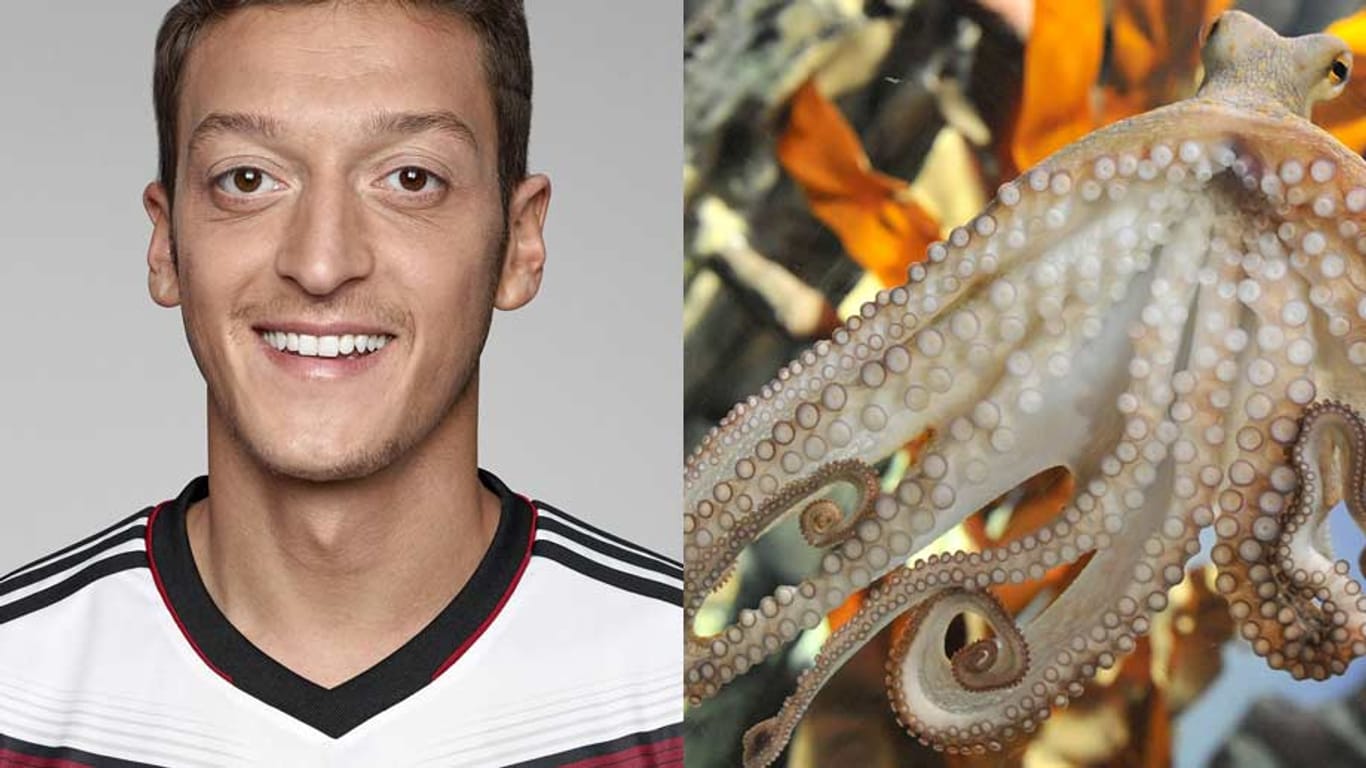 Genießen bei den spanischen Spielern einen guten Ruf: Nationalspieler Mesut Özil (li.) und das verstorbene WM-Orakel "Krake Paul".
