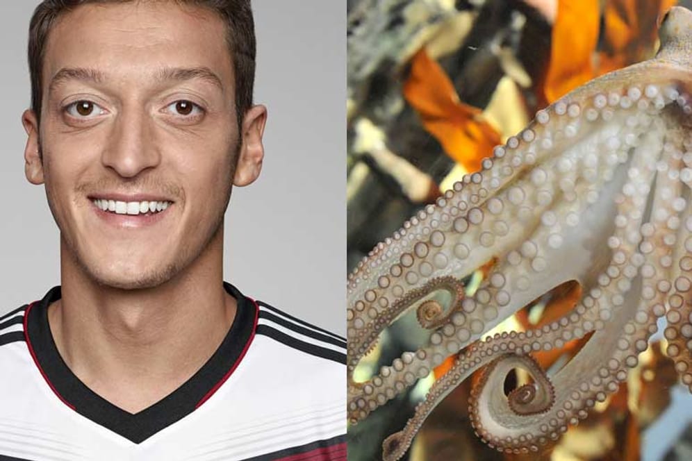 Genießen bei den spanischen Spielern einen guten Ruf: Nationalspieler Mesut Özil (li.) und das verstorbene WM-Orakel "Krake Paul".