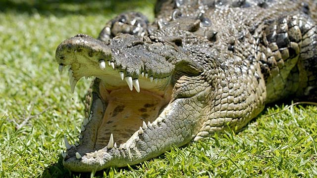In Australien ist ein Mann von einem Salzwasserkrokodil geschluckt worden