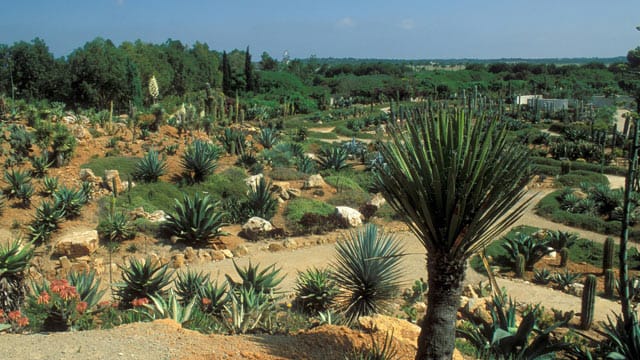 Botanicactus ist einer der größten botanischen Gärten Europas auf Mallorca