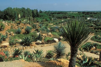 Botanicactus ist einer der größten botanischen Gärten Europas auf Mallorca