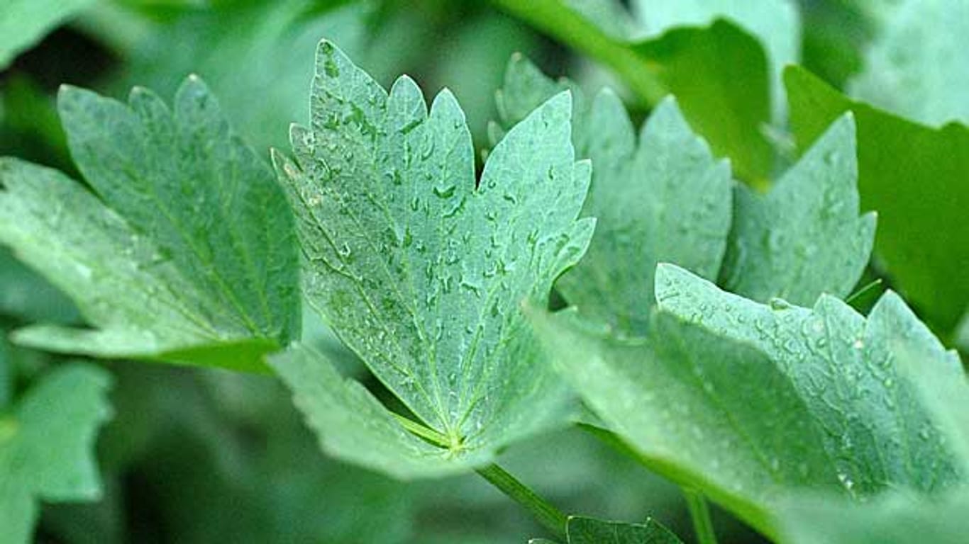 Liebstöckel ist eine traditionsreiche Heil- und Gewürzpflanze.