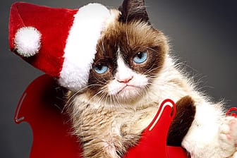 In ihrem Film "Grumpy Cat's Worst Christmas Ever" tut Grumpy Cat das, was sie am besten kann: Reichlich grimmig gucken.