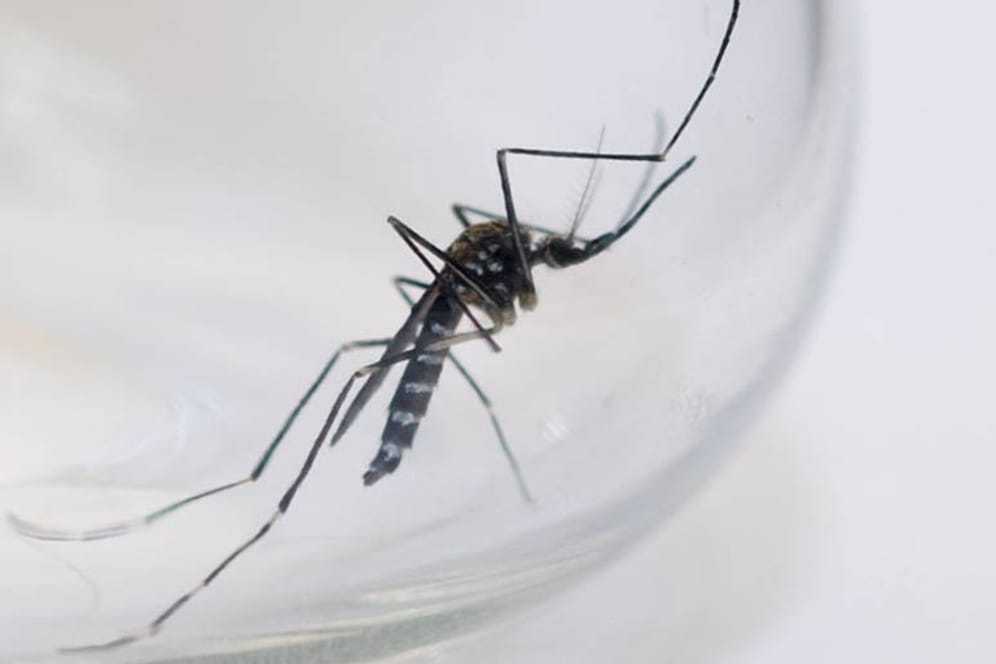 Exotische Mücken wie die asiatische Buschmücke tritt seit ein paar Jahren verstärkt in Deutschland auf.