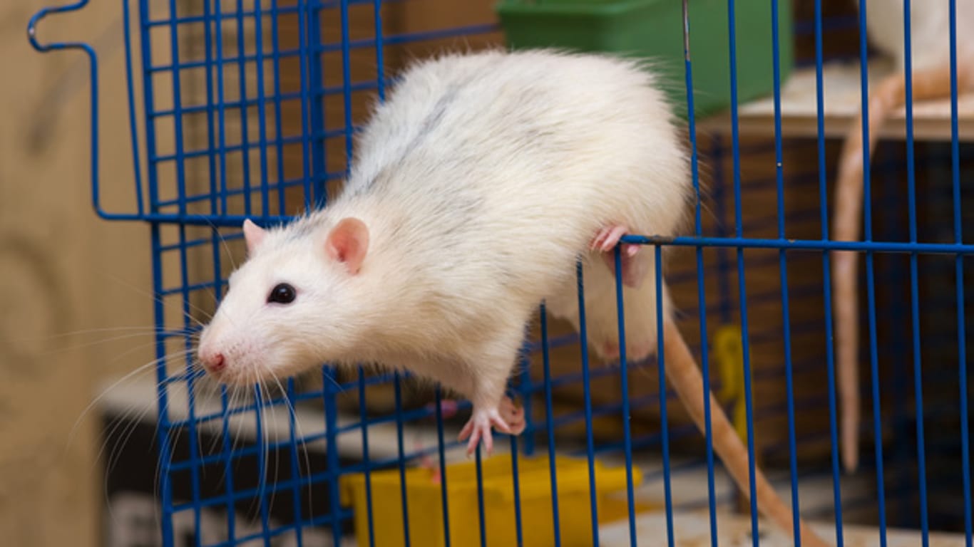 Ratten sind sehr intelligent und freuen sich über einen abwechslungsreichen Käfig