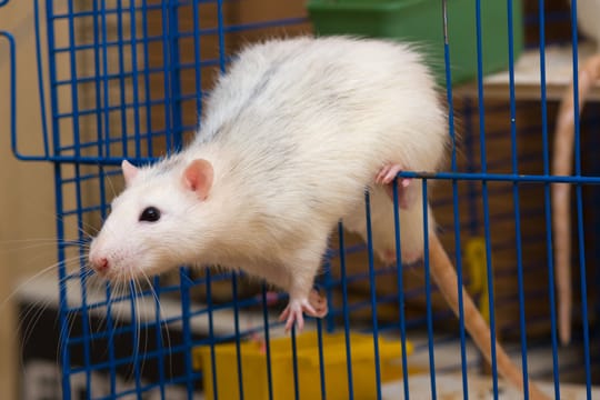 Ratten sind sehr intelligent und freuen sich über einen abwechslungsreichen Käfig