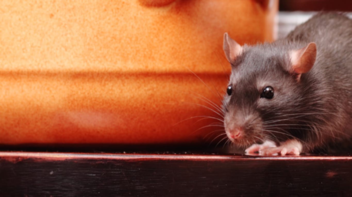 Wenn man Ratten mit Gift bekämpfen möchte, ist nicht jedes Gift für die private Nutzung zulässig.