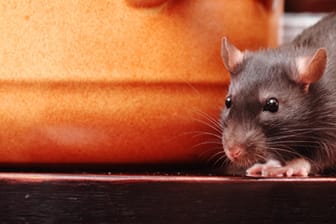 Wenn man Ratten mit Gift bekämpfen möchte, ist nicht jedes Gift für die private Nutzung zulässig.